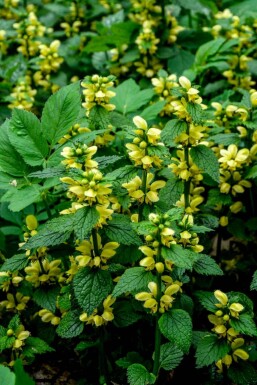 Gele dovenetel Lamiastrum galeobdolon 5-10 pot P9 Lamiastrum galeobdolon