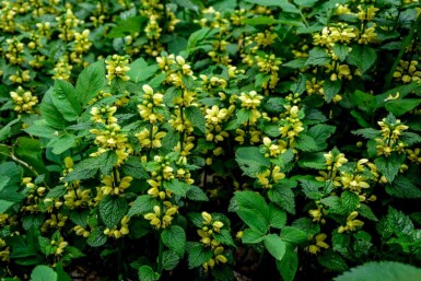 Lamiastrum galeobdolon