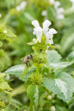 Dovenetel Lamium album 5-10 pot P9 Lamium album