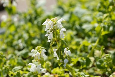 Dovenetel Lamium album 5-10 pot P9 Lamium album