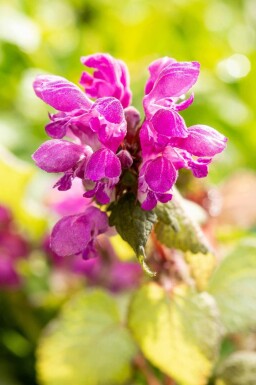 Gevlekte dovenetel Lamium maculatum 'Beacon Silver' 5-10 pot P9 Lamium maculatum 'Beacon Silver'