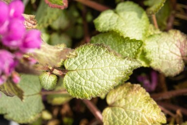 Gevlekte dovenetel Lamium maculatum 'Beacon Silver' 5-10 pot P9 Lamium maculatum 'Beacon Silver'