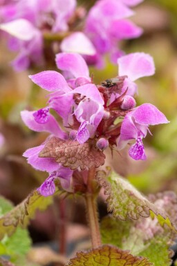 Gevlekte dovenetel Lamium maculatum 5-10 pot P9 Lamium maculatum