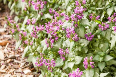 Gevlekte dovenetel Lamium maculatum 5-10 pot P9 Lamium maculatum
