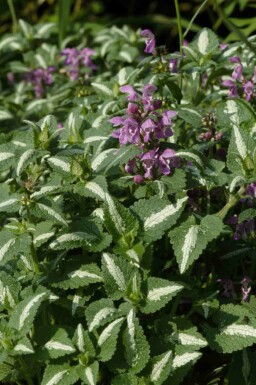 Gevlekte dovenetel Lamium maculatum 'Roseum' 5-10 pot P9 Lamium maculatum 'Roseum'