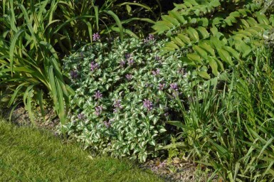 Gevlekte dovenetel Lamium maculatum 'Roseum' 5-10 pot P9 Lamium maculatum 'Roseum'