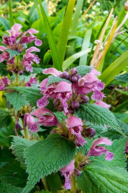 Dovenetel Lamium orvala 5-10 pot P9 Lamium orvala