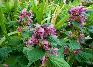 Dovenetel Lamium orvala 5-10 pot P9 Lamium orvala