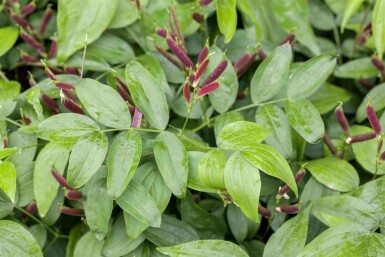 Lathyrus vernus
