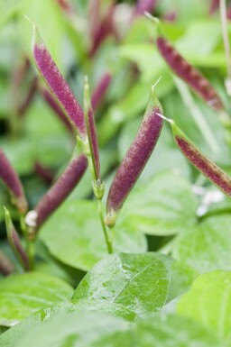 Lathyrus vernus