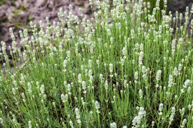 Lavandula angustifolia 'Alba'