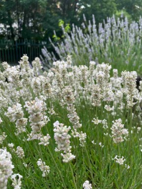 Lavendel Lavandula angustifolia 'Edelweiss' 5-10 pot P9 Lavandula angustifolia 'Edelweiss'