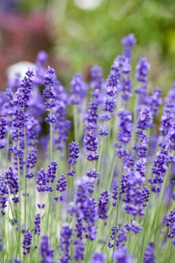 Lavendel Lavandula angustifolia 5-10 pot P9 Lavandula angustifolia