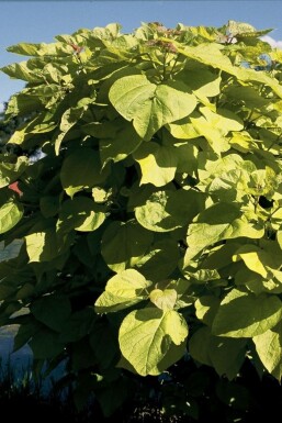 Trompetboom Catalpa bignonioides 'Aurea' Pot Catalpa bignonioides 'Aurea'