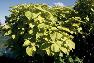 Trompetboom Catalpa bignonioides 'Aurea' Pot Catalpa bignonioides 'Aurea'