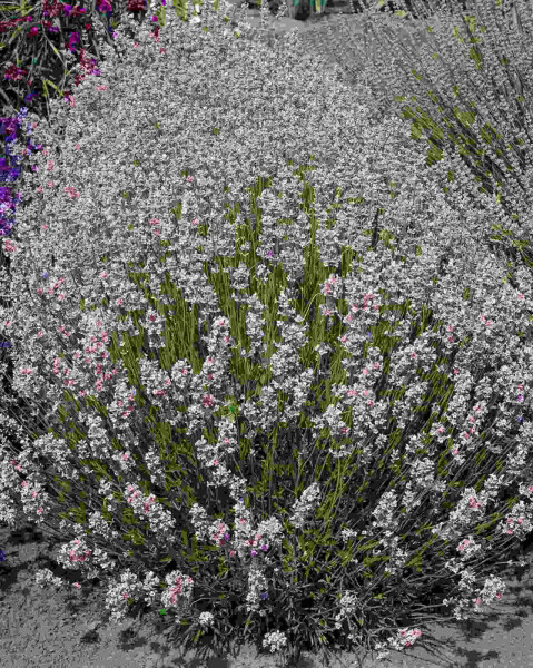 Lavandula angustifolia 'Rosea'