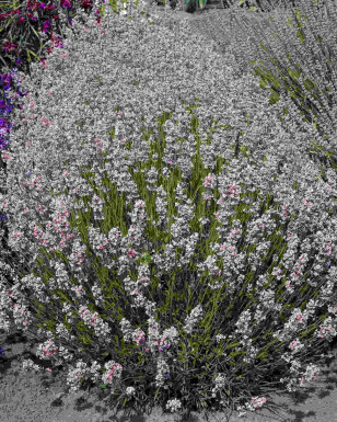 Roze Lavendel Lavandula angustifolia 'Rosea' 5-10 pot P9 Lavandula angustifolia 'Rosea'