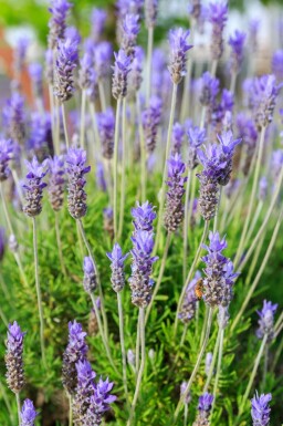 Franse lavendel Lavandula dentata 'Royal Crown' 5-10 pot P9 Lavandula dentata 'Royal Crown'