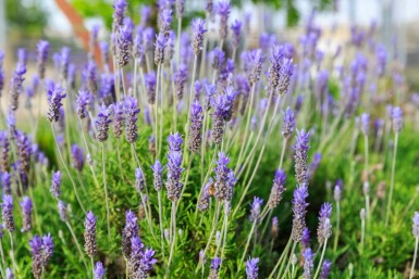 Franse lavendel Lavandula dentata 'Royal Crown' 5-10 pot P9 Lavandula dentata 'Royal Crown'