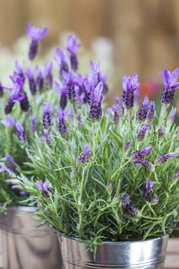 Kuiflavendel Lavandula stoechas 5-10 pot P9 Lavandula stoechas
