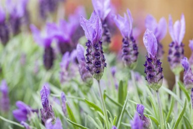 Kuiflavendel Lavandula stoechas 5-10 pot P9 Lavandula stoechas
