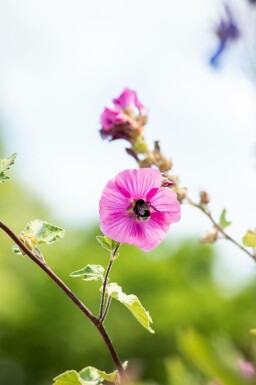 Lavatera olbia 'Burgundy Wine'