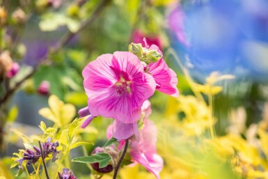 Lavatera olbia 'Burgundy Wine'