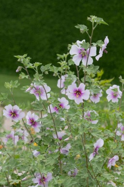 Struikmalva Lavatera maritima 5-10 pot P9 Lavatera maritima