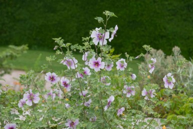Struikmalva Lavatera maritima 5-10 pot P9 Lavatera maritima