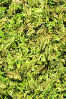 Leptinella potentillina