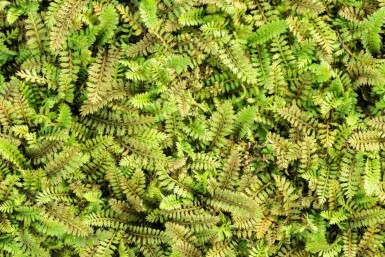 Leptinella potentillina