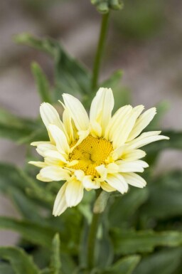 Leucanthemum superbum 'Banana Cream'