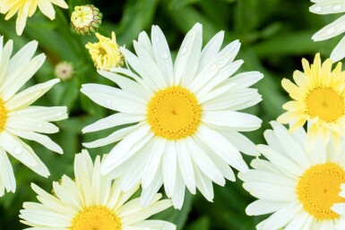 Leucanthemum superbum 'Banana Cream'