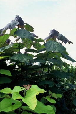 Trompetboom Catalpa erubescens 'Purpurea' Pot Catalpa × erubescens 'Purpurea'