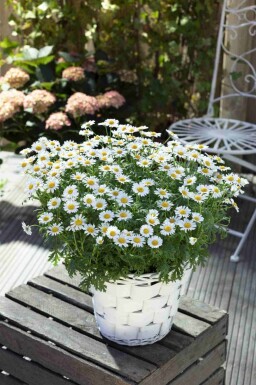 Margriet Leucanthemum vulgare 5-10 pot P9 Leucanthemum vulgare