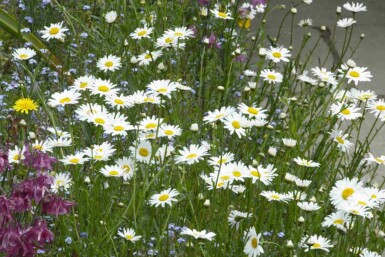 Margriet Leucanthemum vulgare 5-10 pot P9 Leucanthemum vulgare