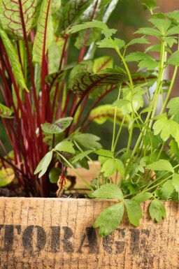 Lavas Levisticum officinale 5-10 pot P9 Levisticum officinale