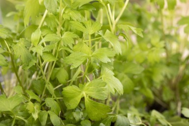 Lavas Levisticum officinale 5-10 pot P9 Levisticum officinale