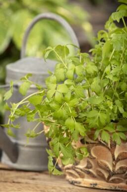 Levisticum officinale