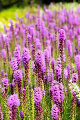 Prachtschaarde Liatris spicata 5-10 pot P9 Liatris spicata