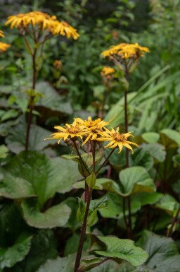 Koeienoog Ligularia dentata 'Desdemona' 5-10 pot P9 Ligularia dentata 'Desdemona'