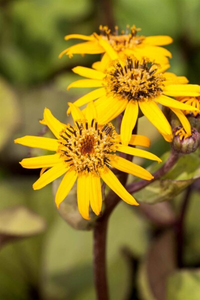 Ligularia dentata