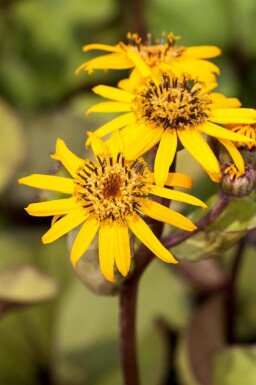 Ligularia dentata