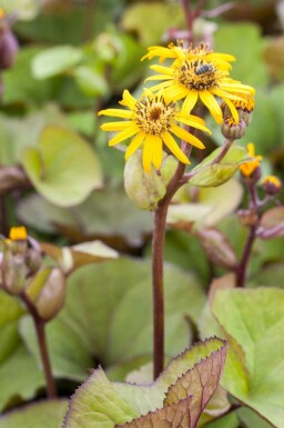 Ligularia dentata