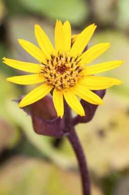 Ligularia dentata