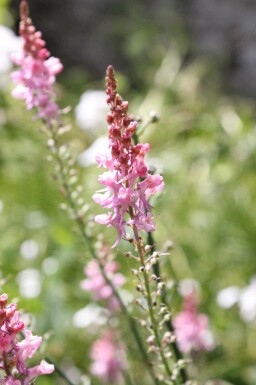 Vlasleeuwenbek Linaria purpurea 'Canon J. Went' 5-10 pot P9 Linaria purpurea 'Canon J. Went'
