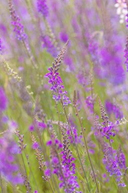 Vlasbekje Linaria purpurea 5-10 pot P9 Linaria purpurea
