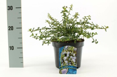 Kruipende herfstsering Ceanothus thyrsiflorus 'Repens' Pot Ceanothus thyrsiflorus 'Repens' struik