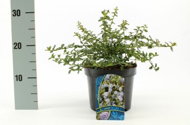 Kruipende herfstsering Ceanothus thyrsiflorus 'Repens' Pot Ceanothus thyrsiflorus 'Repens' struik