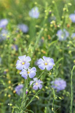 Blauw vlas Linum perenne 5-10 pot P9 Linum perenne